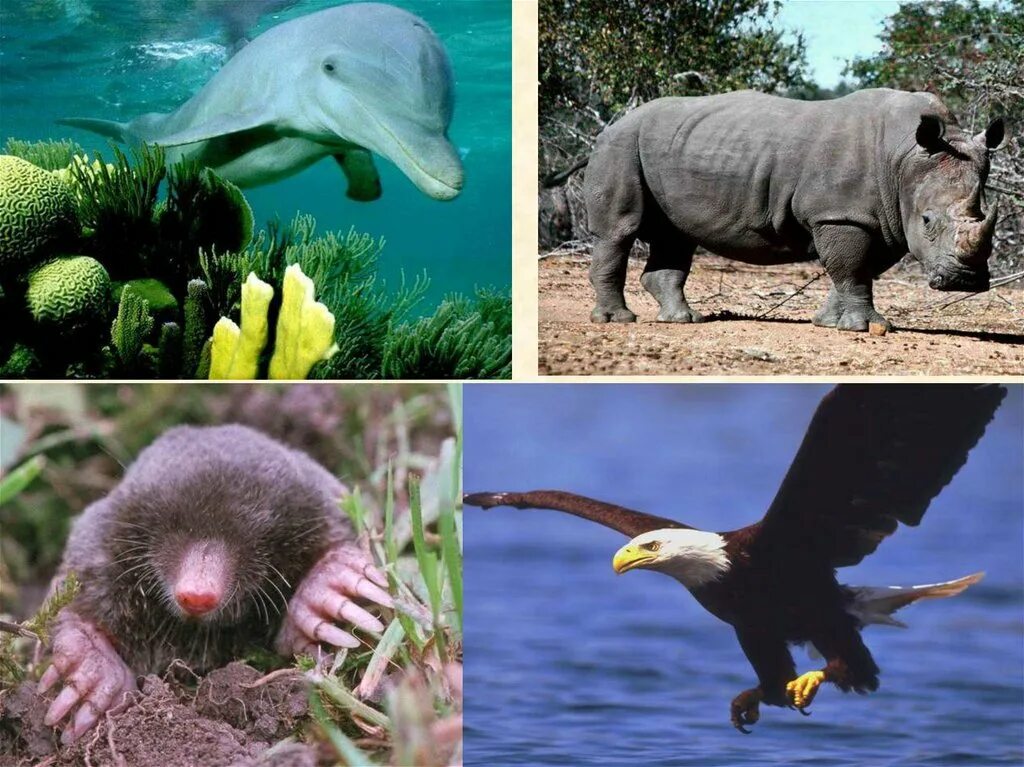 Ответ у животного на фотографии среда обитания