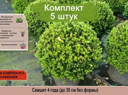 Самшит 4