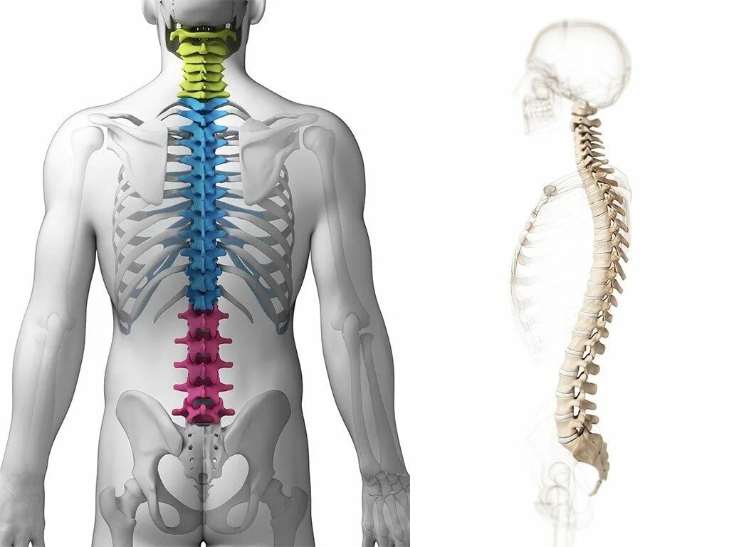 Шейный и грудной отдел позвоночника анатомия. Поясничный отдел позвоночника анатомия. Позвоночник человека грудной отдел позвоночника. Грудной и поясничный отделы позвоночника.