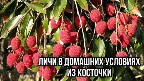 Фрукт личи описание