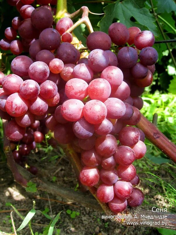 Сорт винограда Сеня. Сорт винограда Лепсна. Виноград Овация (ранний сорт). Сорт винограда Маркетт.