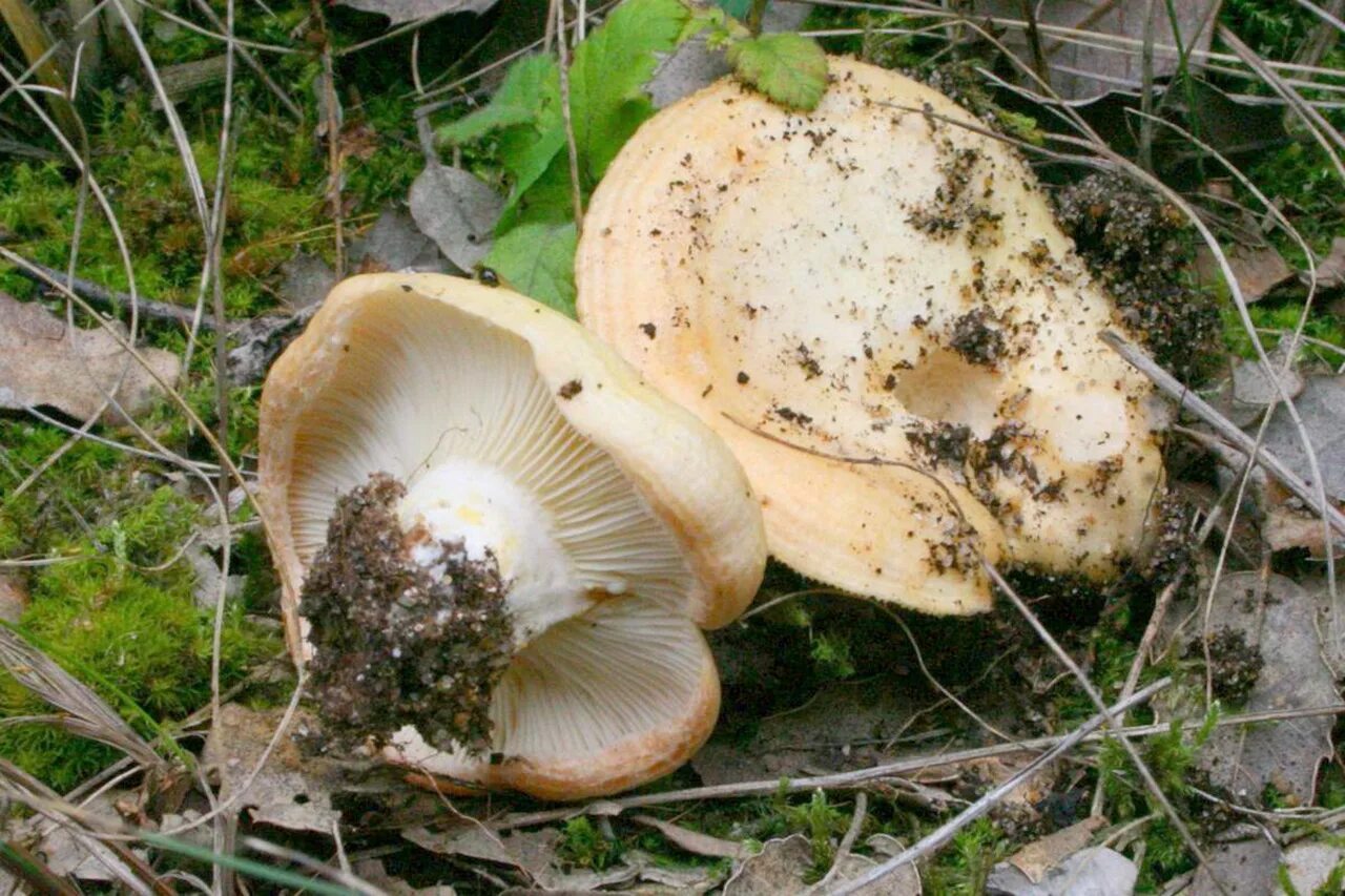 Грибы грузди осенние. Груздь перечный (lactarius piperatus). Гриб белый груздь. Грузди цвет. Грузди цвет.