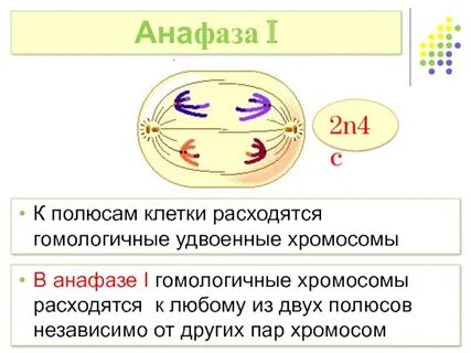 Хромосомы расходятся к полюсам клетки в фазе
