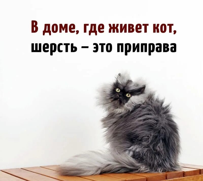 Кот юмор. В доме где живёт кот шерсть это приправа. Приколы про кошачью шерсть. Кошачья шерсть приправа.