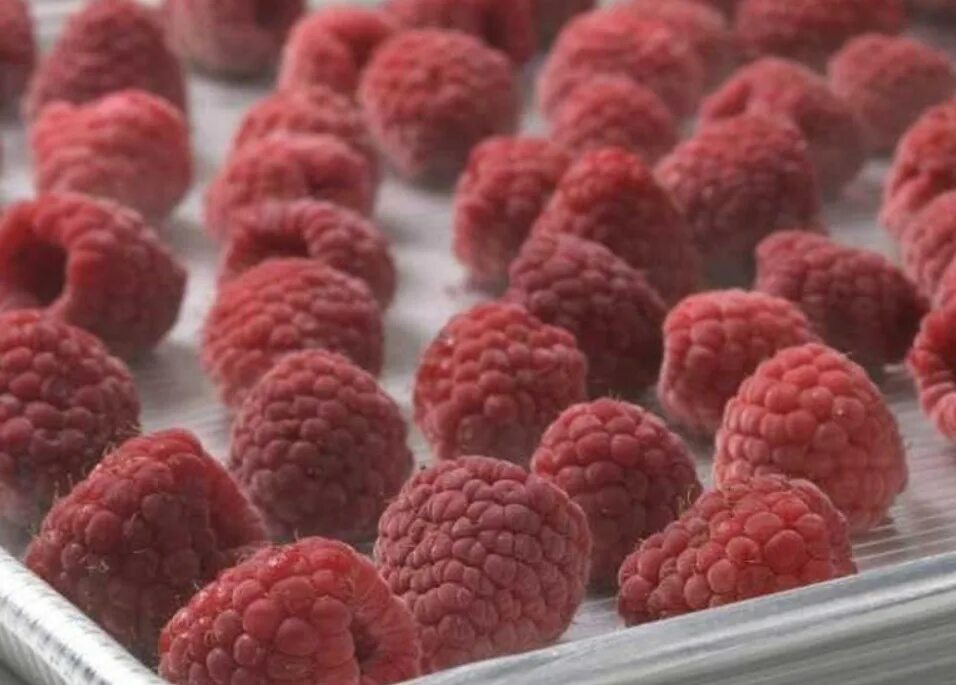 в морозилке смородину на зиму морозилке заморозить. контейнеры для варенья. заморозка малины на зиму. заморозка малины на зиму. заморозить малину.