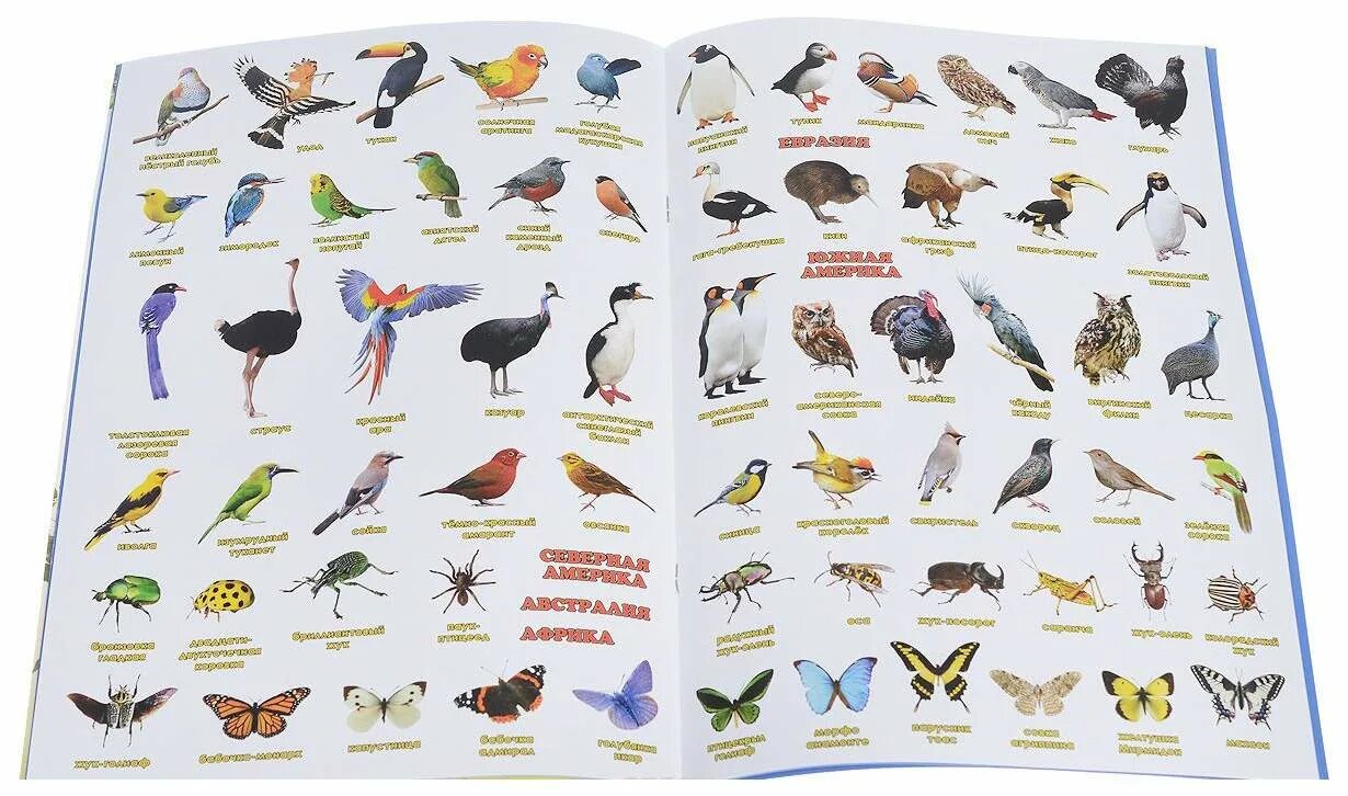 Говорящие птицы названия. Птицы и их названия. Атлас птиц. Птицы. Книжка с наклейками.