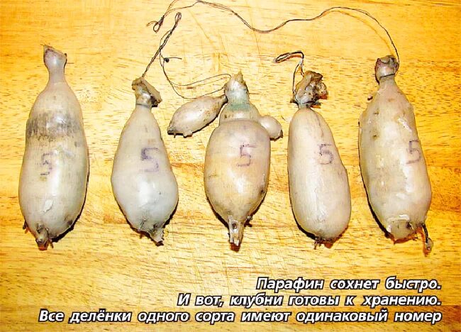 Георгины клубни хранение. Парафинирование клубней георгин. георгины хранение. хранение георгин в парафине.