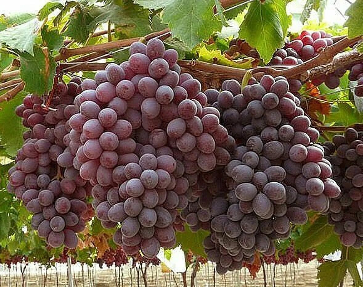 км запорожский виноград. сорта винограда кишмиш запорожский фото. кишмиш запорожский виноград описание. виноград кишмиш юпитер. сорт винограда кишмиш запорожский.