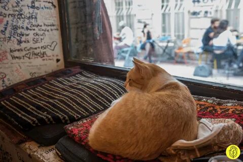 Лавка кота
