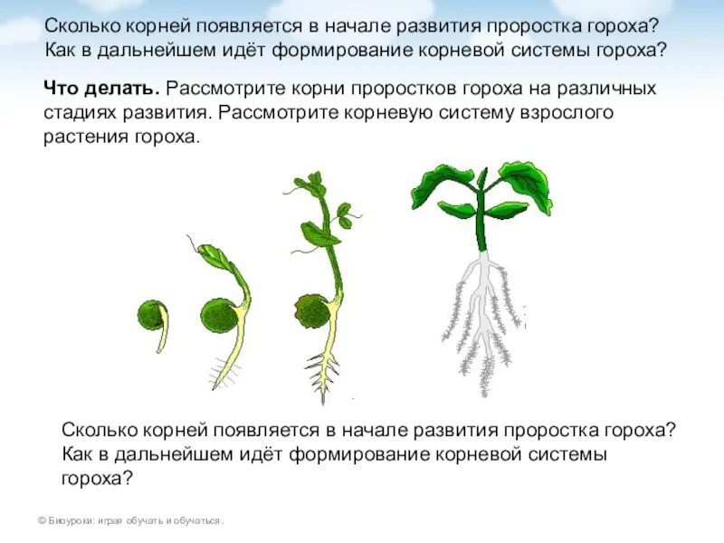 Корневая система фасоли. Размер корневой системы гороха. Формирование корневой системы. Тип корня у гороха. Тип корневой системы у гороха.