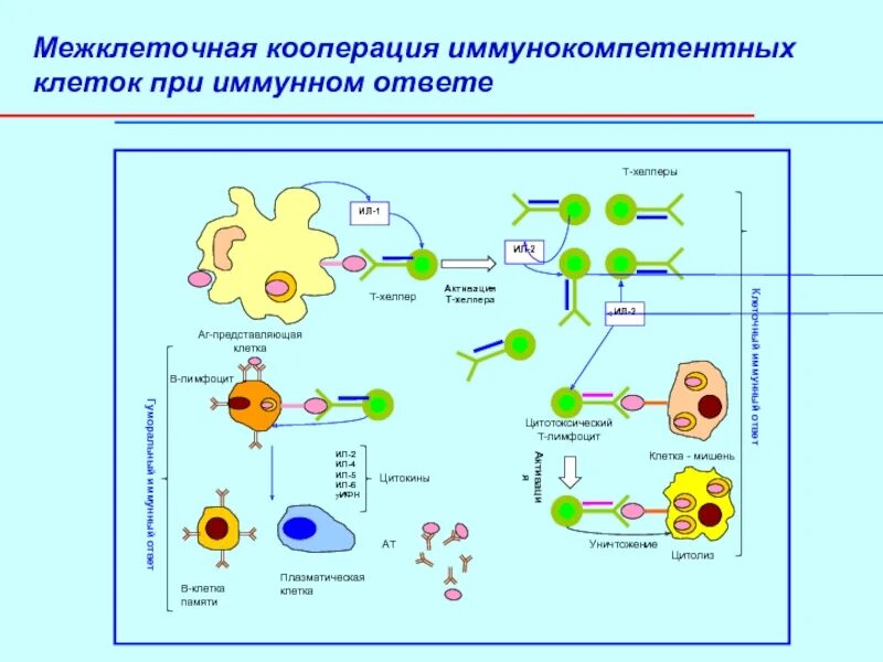 Схема межклеточной кооперации иммунокомпетентных клеток. Гуморальный иммунный ответ кооперация иммунокомпетентных клеток. Межклеточная кооперация при развитии клеточного иммунного ответа. Иммунокомпетентные клетки кооперация клеток в иммунном ответе. Взаимодействие иммунных клеток