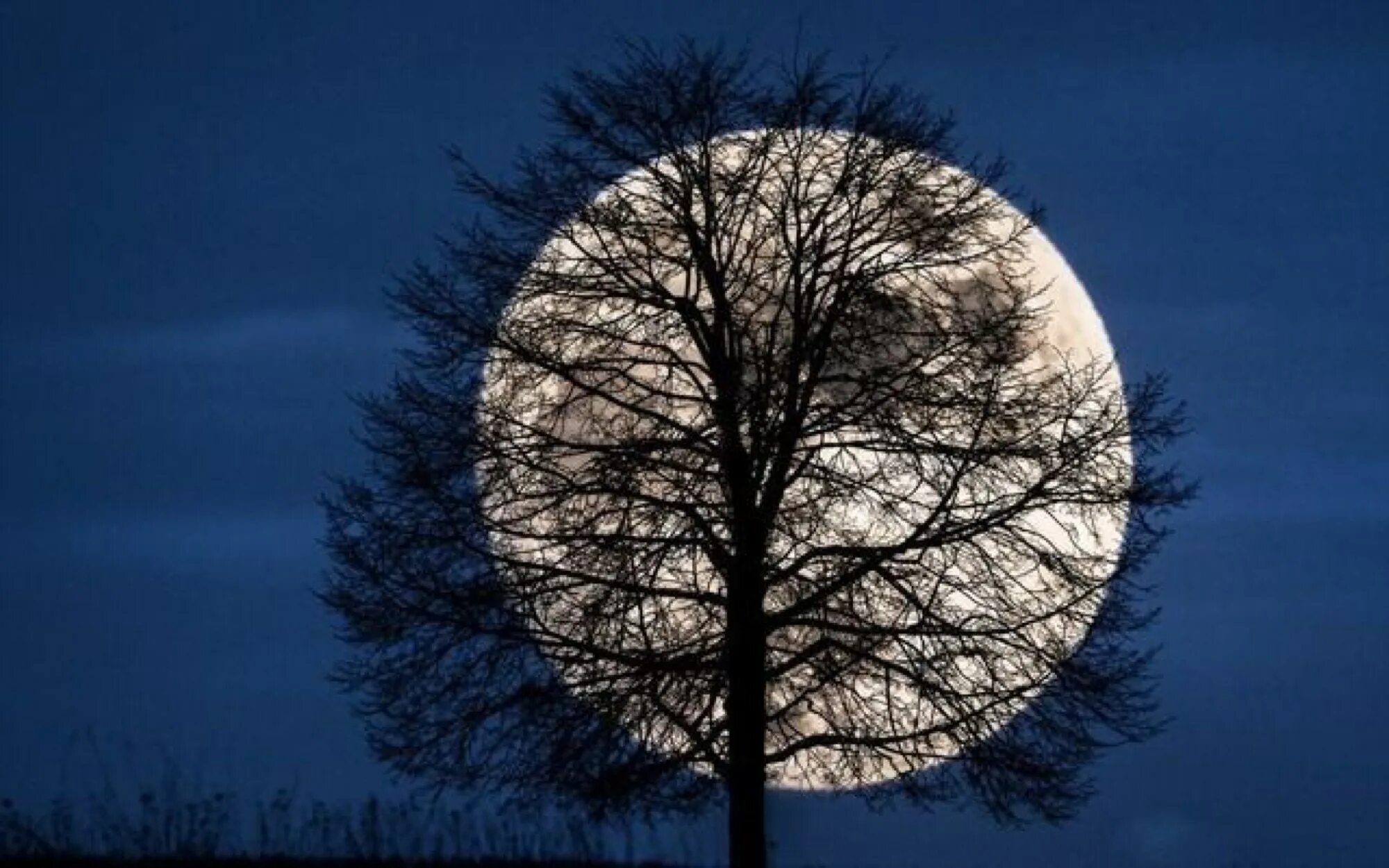 Луна сквозь деревья. Луна и дерево. Полная Луна и дерево. Дерево под луной. Полнолуние.
