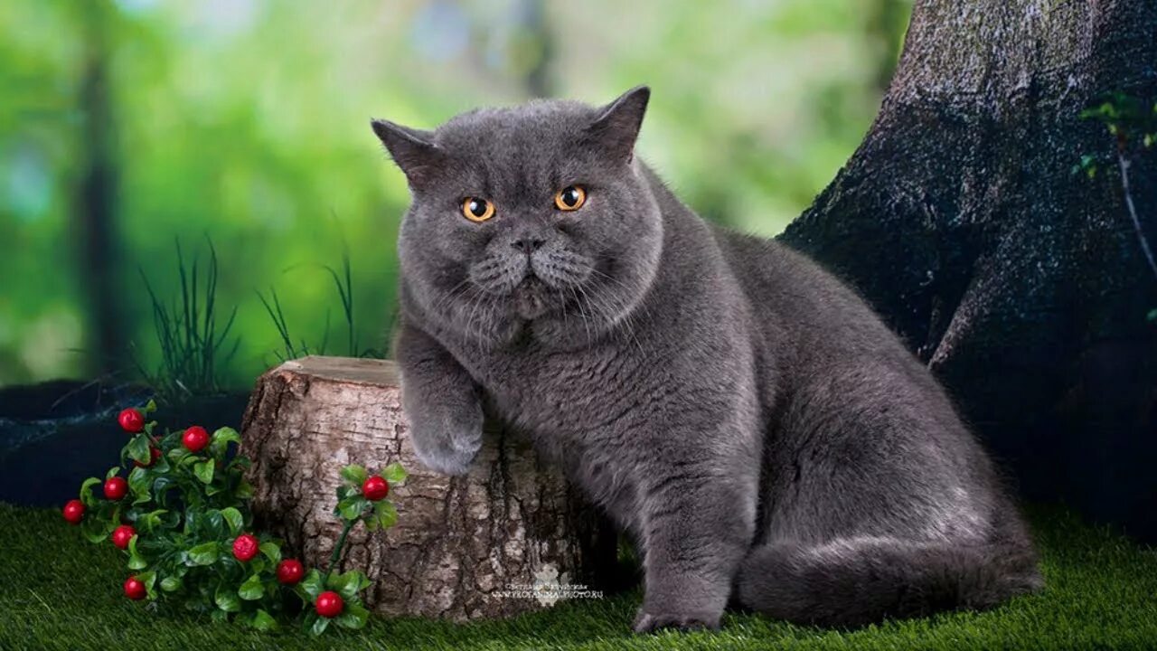 Britain cats. Britain cats. Британка короткошёрстная кошка. Britain cats. Britain cats.