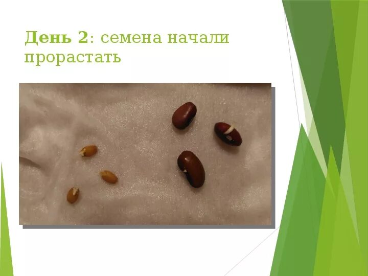 Какие семена быстрее взойдут. Семена фасоли прорастание семян. семена фасоли прорастание. семена боба прорастание. семена фасоли проращивание.