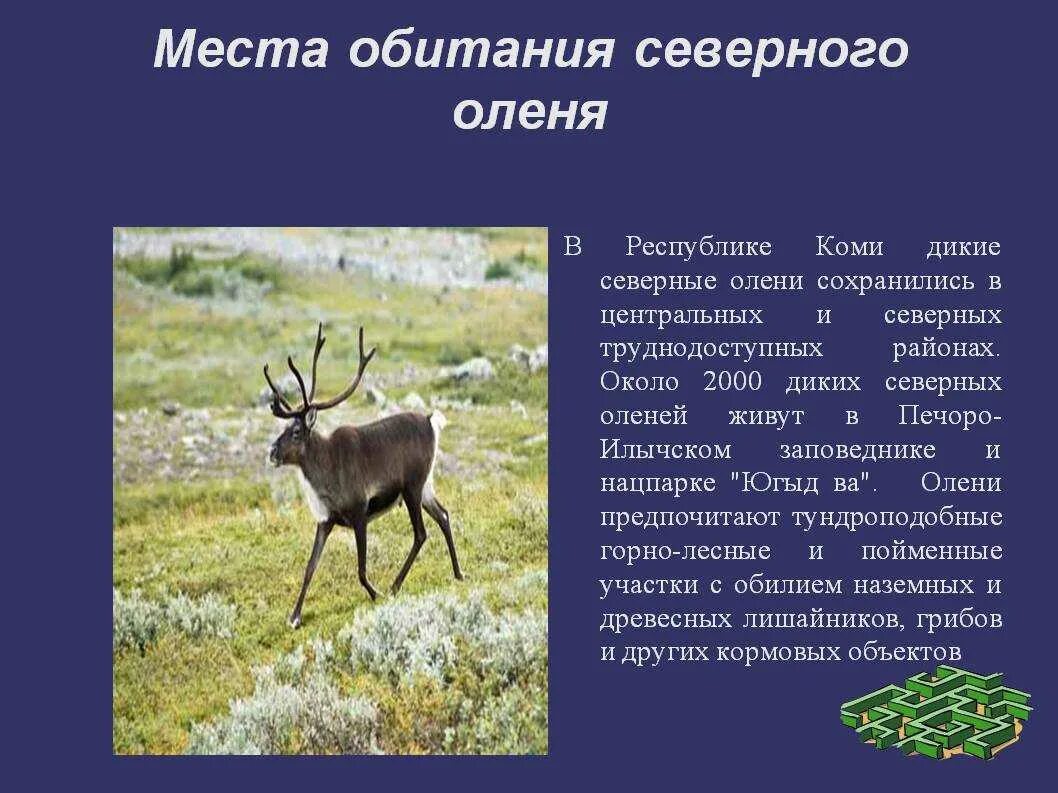 Северный олень арктических пустынь. Северный олень ареал обитания на карте. Рассказ про оленя. Какую среду обитания освоил олень 5 класс. Какую среду обитания освоил олень 5 класс.