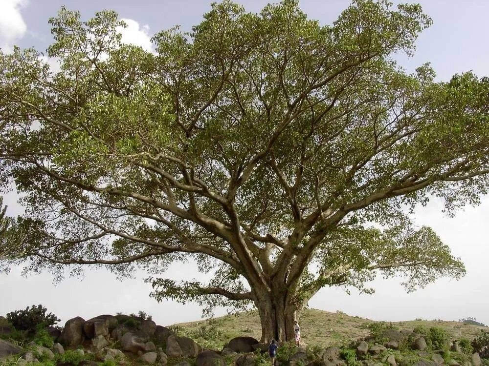 Фикус сикомор. Ficus sycomorus фикус сикомора. Фиговое дерево сикомор. Дерево сикомора Египет.