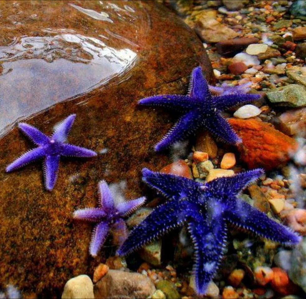 Морские звезды на дне. Солястер морская звезда. ПАКСИЛЛОНОСНЫЕ морские звёзды. Морская звезда гониактиниды. Морская звезда Midgardia Xandaros..