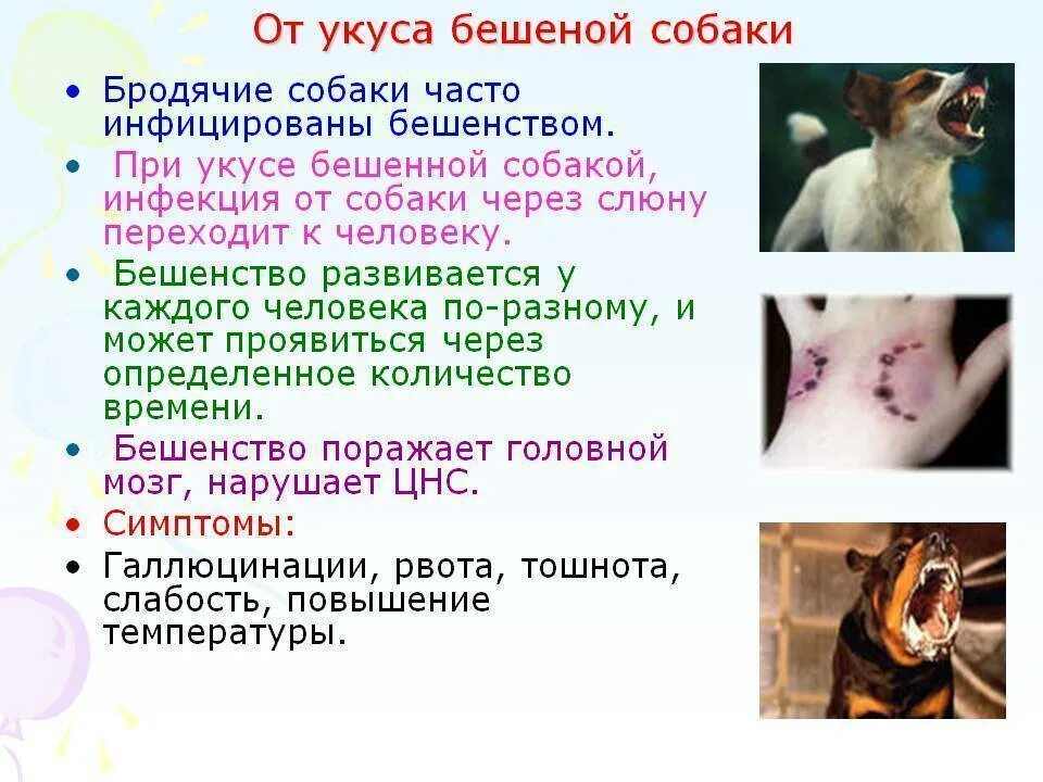 После укуса бешеной собаки