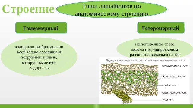 Анатомическое строение слоевища лишайника. Строение слоевища лишайника. Гетеромерное строение слоевища лишайника. Гомеомерный лишайник строение.