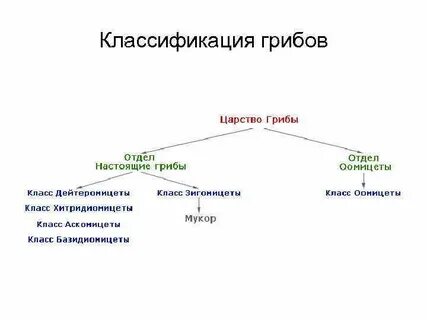 Систематика белого