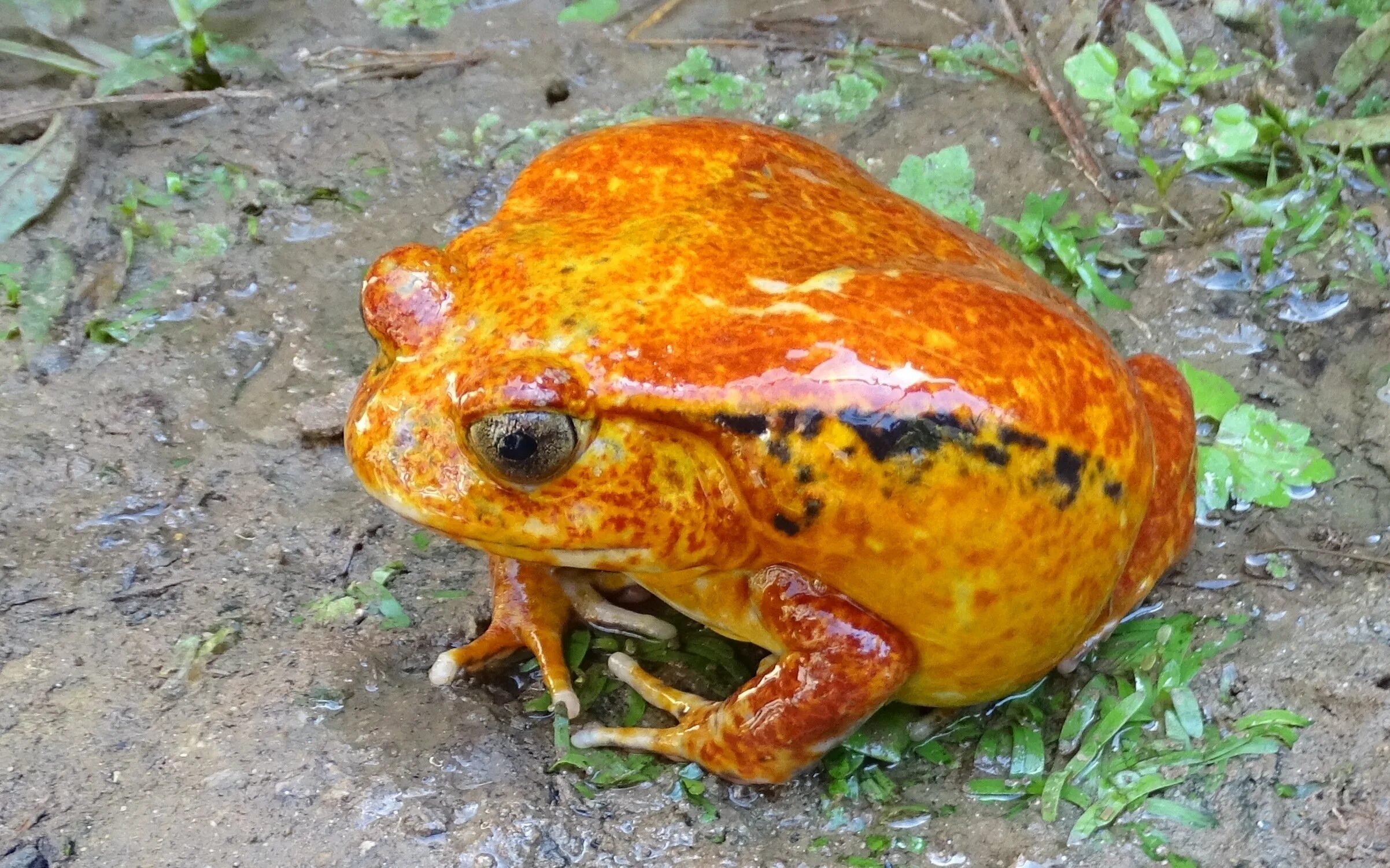 Ужасные лягушки. Dyscophus antongilii. Томатный узкорот. Ужасный листолаз лягушка. Мадагаскарская жаба.