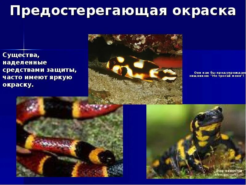 Защитная окраска хищных животных примеры. Предостерегающая окраска мимикрия. морфологические адаптации предостерегающая окраска. примеры предостерегающей окраски у животных. предупреждающая окраска у растений.