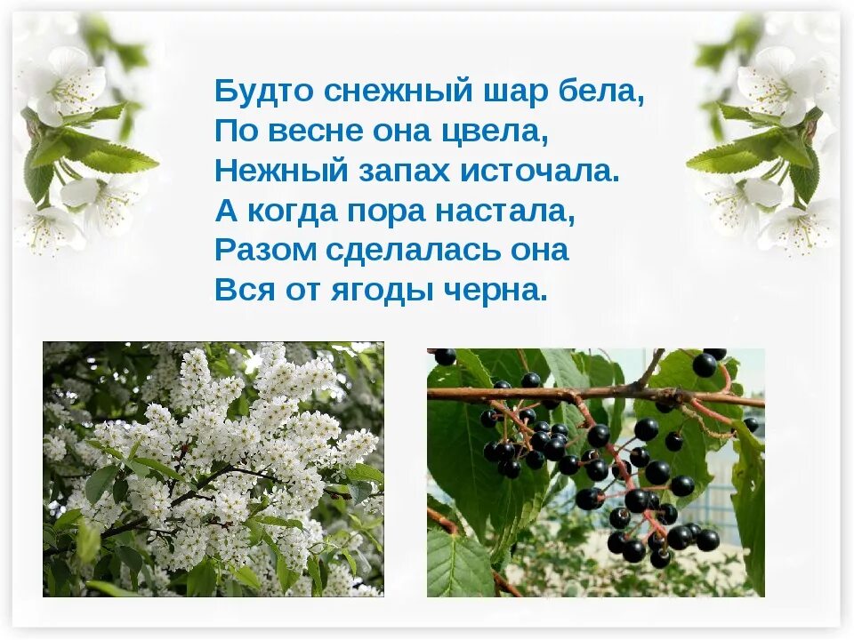 Черемуха рабочий лист 3 класс. Загадка про черемуху. загадка про черемуху для детей. стих черемуха. загадки про черемуху для дошкольников.