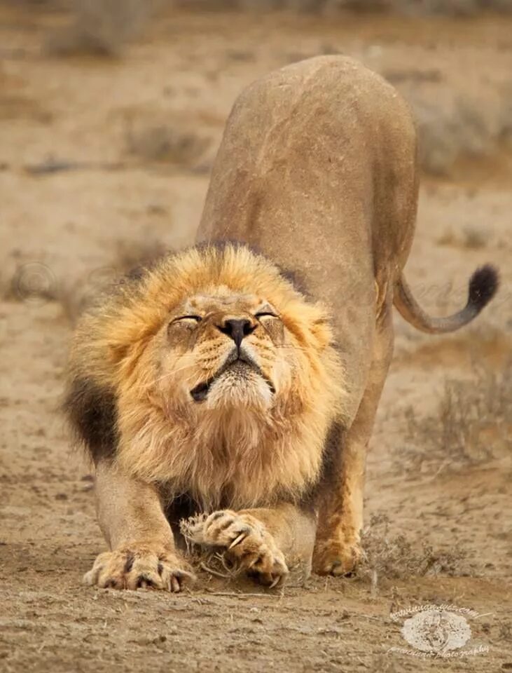 Кот лев. Кот царь зверей. Львиная лапа.