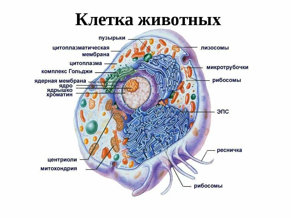 Клеточный состав живых организмов. Строение клетки животного рисунок. Схема строения животной клетки. Строение клетки эукариот животное. Строение животной клетки эукариот.