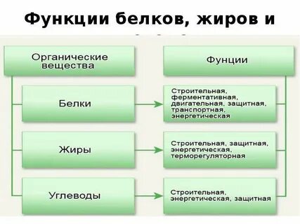 Роль белков и углеводов в организме