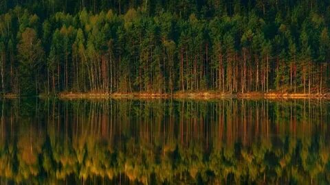 Озу леса
