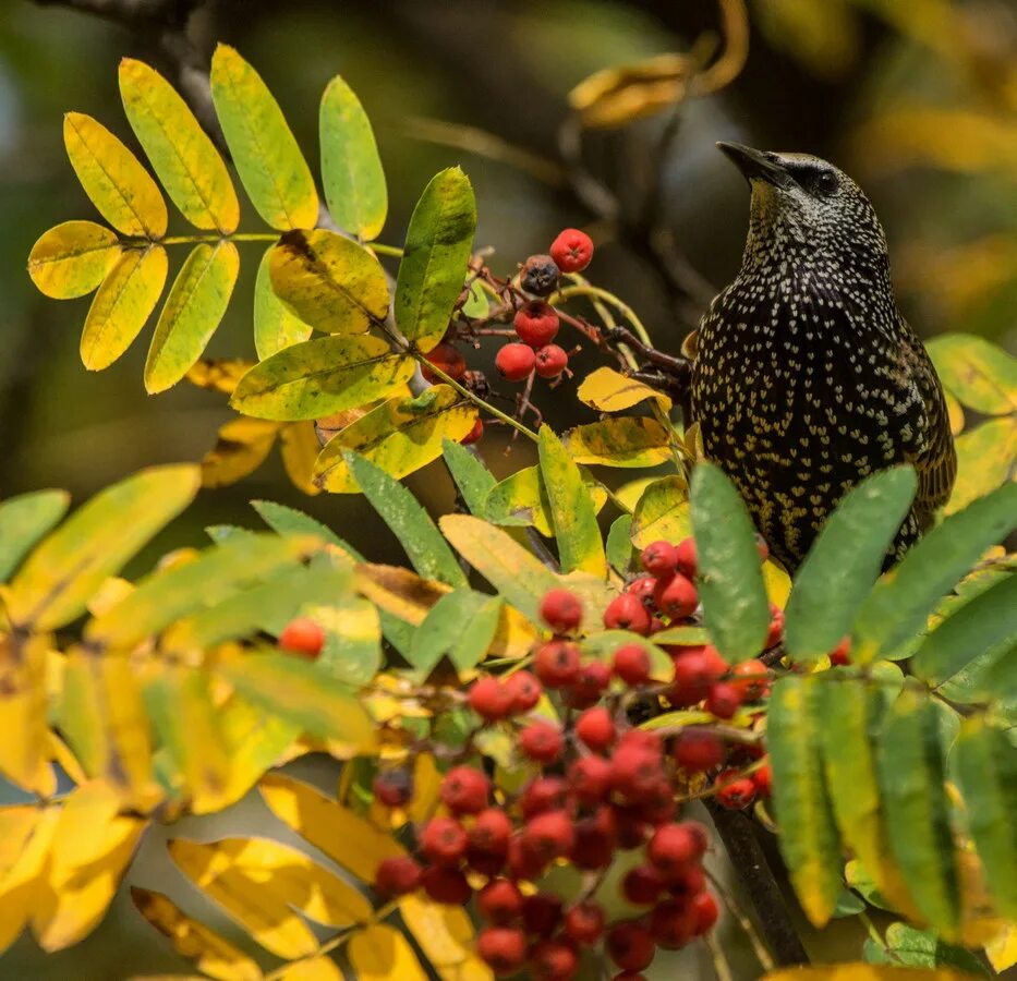 скворец дальневосточный.