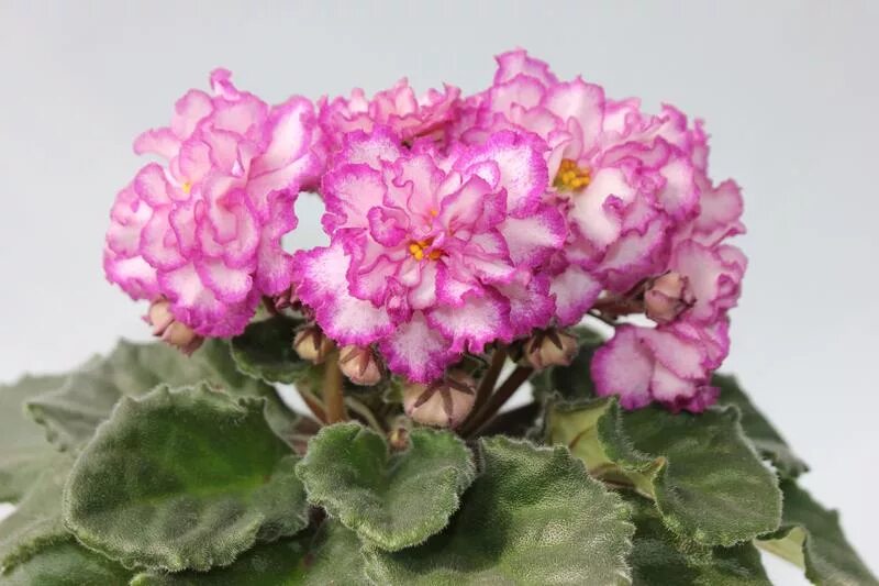 Фиалка ле менуэт. Сорт фиалки ян менуэт. Сорт фиалки ян менуэт. Сортовая фиалка ян менуэт. Сенполия ян менуэт.