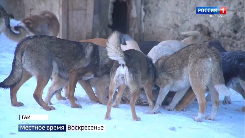 Бездомные бродячие собаки ГТРК Ставрополье. Проблемы бездомных собак в городе Краснодар. В Мариуполе займутся решением вопроса бездомных животных. Бродячие собаки проблемы и решение проблемы.