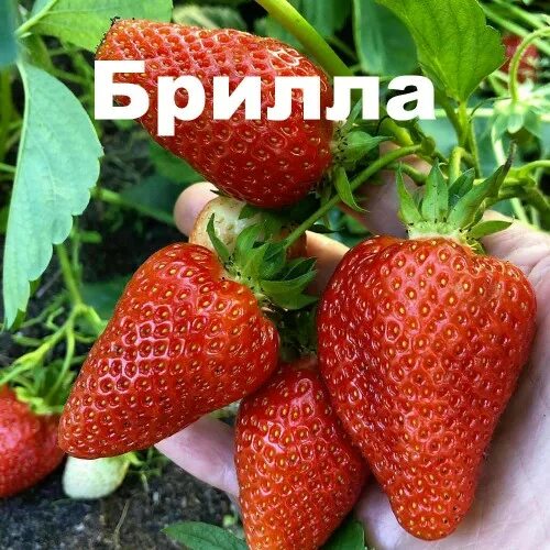 Рассада клубники Брилла купить в Минске, купить саженцы клубники "Brilla" в Бела