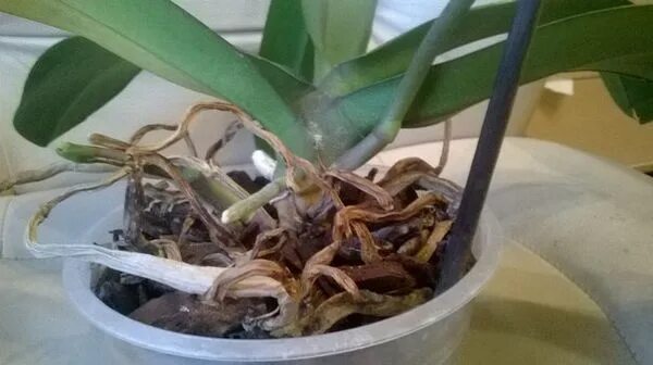 Орхидея фаленопсис корни. Воздушные корни орхидеи. Пересушенные корни орхидеи. Сухие корни у орхидеи.