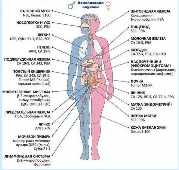 Онкомаркеры таблица по органам для женщин норма. Са72-4 онкомаркеры расшифровка. Онкомаркеры 72-4. Са-72-4, РЭА, са-19-9. Онкомаркер са72