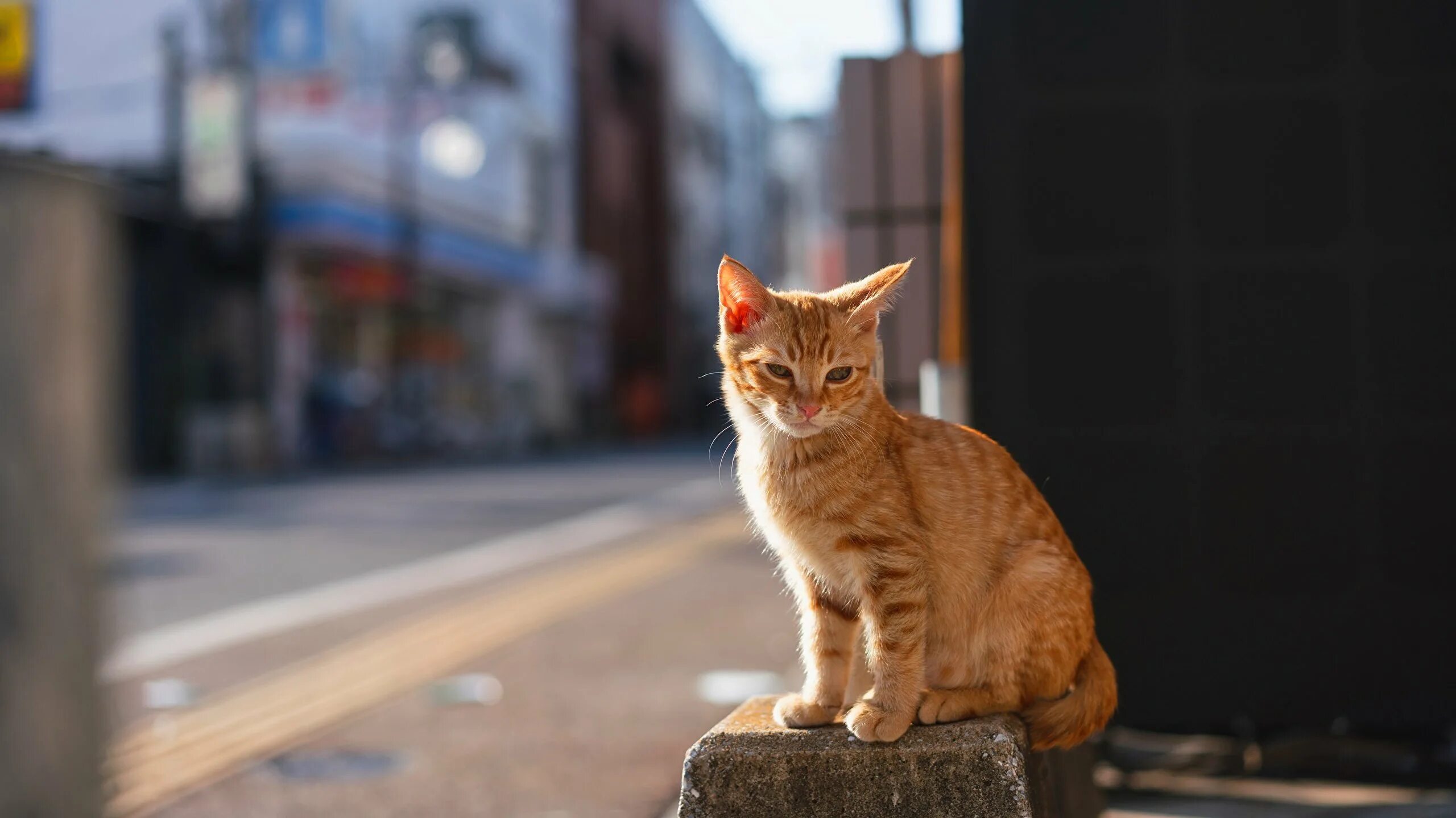 Кот сидит смотрит. Рыжий кот. сидячая кошка. рыжий котёнок на улице. рыжий котенок сидит.