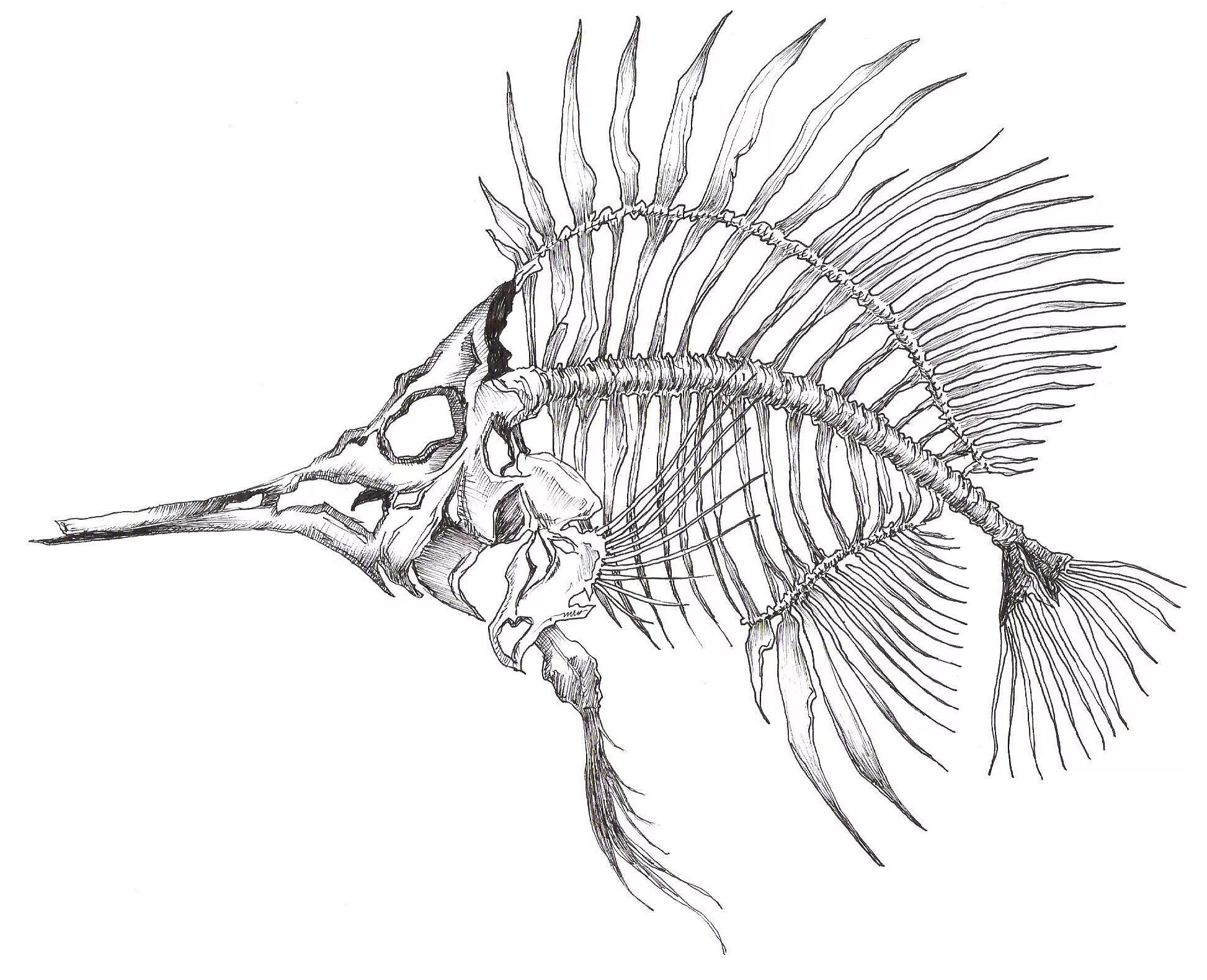 Скелет рыбы. Скелет рыбы рисунок. Тату скелет рыбы. Скелетриби. Позвоночник неподвижно соединен с черепом у рыб