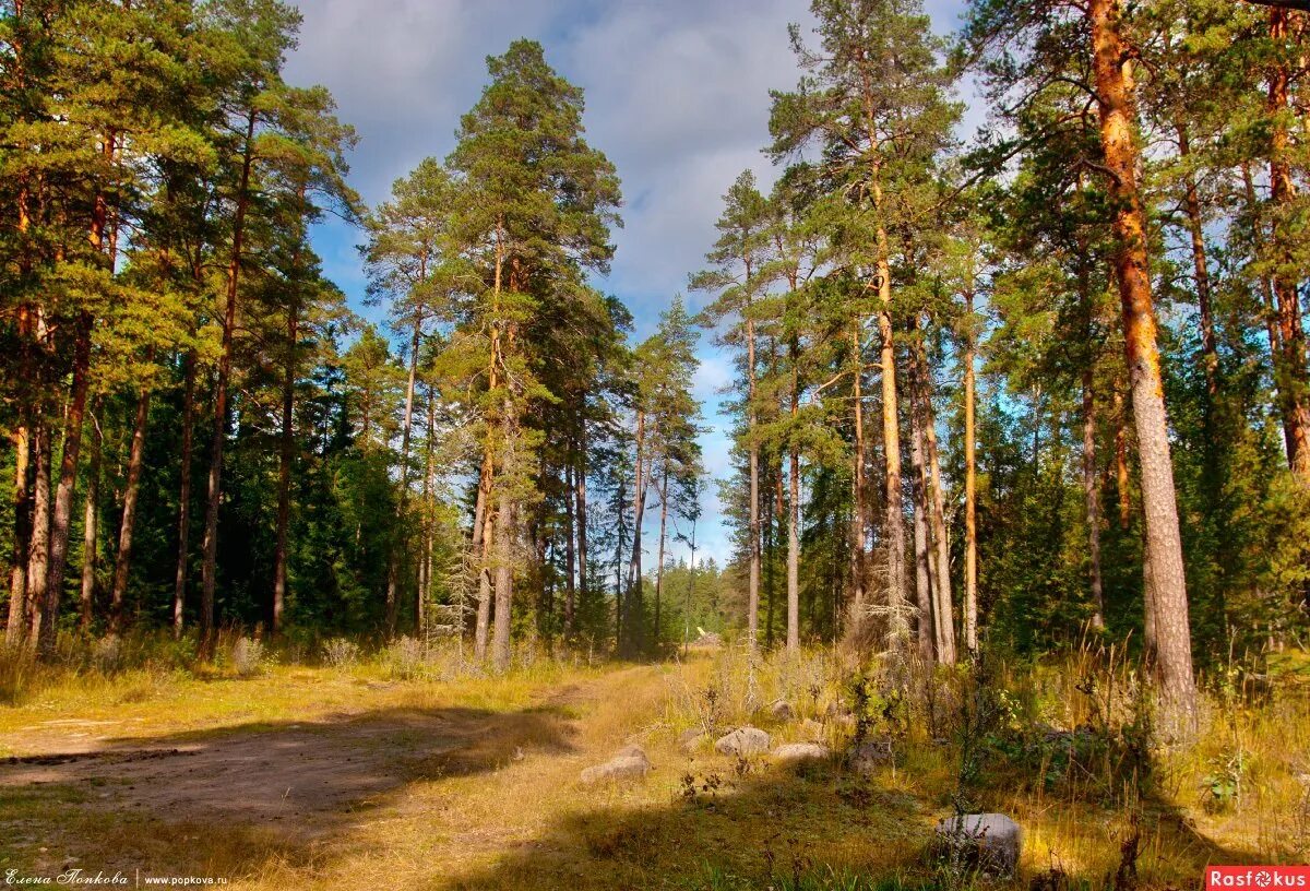 Сосновые леса в луге. Сосновый Бор Костромская область лес. Сосновый Бор Мещеры. Соснового Бора соснового Бора. Солнечногорск Сосновый лес.