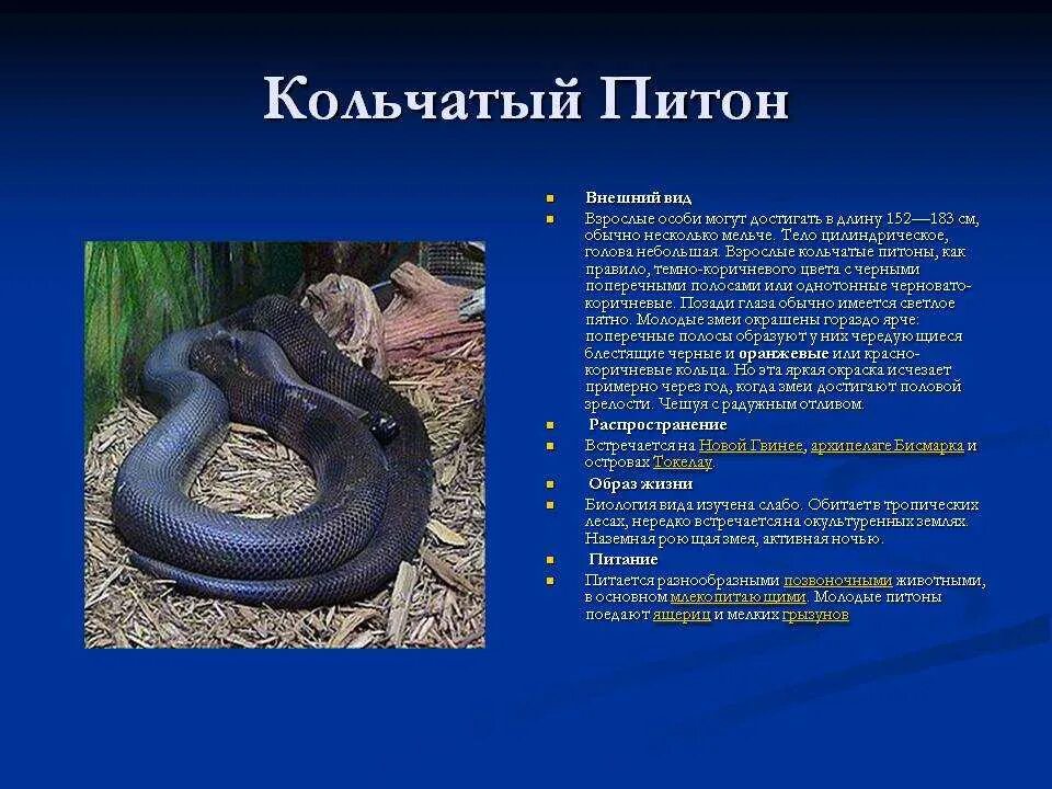 Сообщение про змею. Презинтация на тему “змеи”. Змеи презентация для дошкольников. Змеи доклад. Змеи краткое описание.