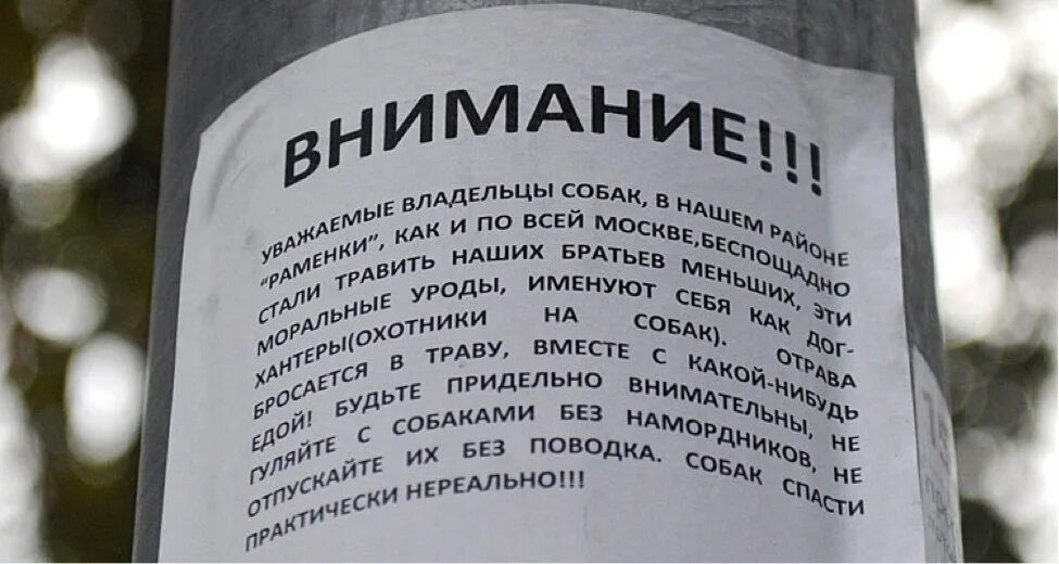 Отрава для собак. Какими таблетками травят собак. Внимание владельцам собак. Отрава для собак на улице