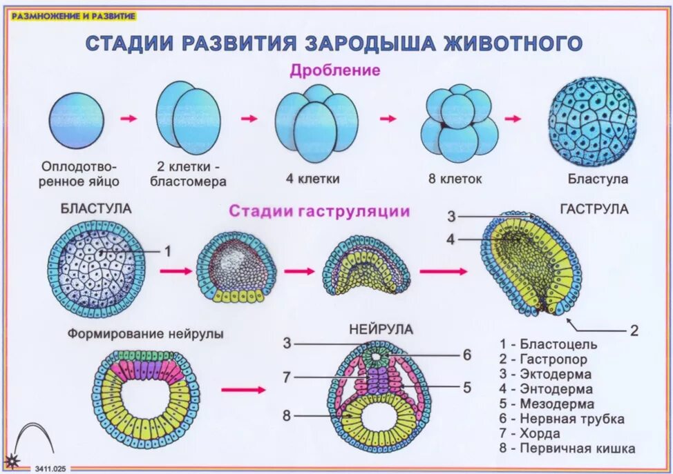 Дробление зиготы гаструляция органогенез образование