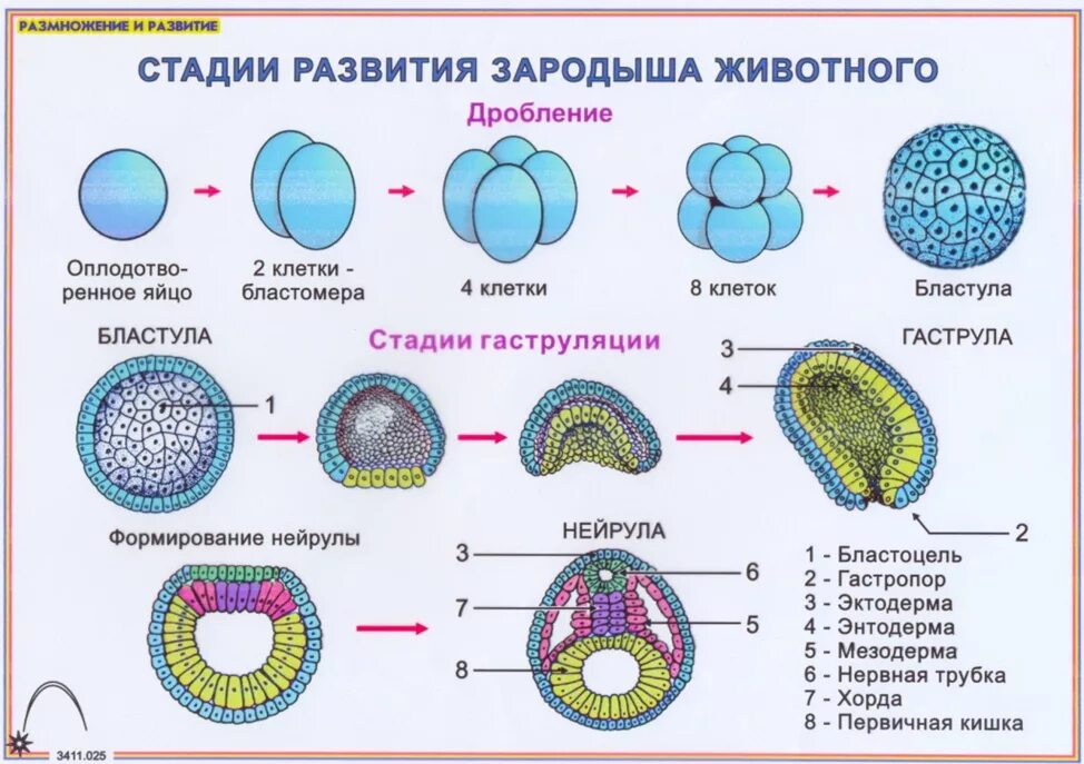 Зигота человека содержит хромосом. Эмбриогенез гаструла бластула. Стадии дробления бластулы гаструлы. Строение гаструлы ланцетника. Эктодерма энтодерма мезодерма бластула гаструла.