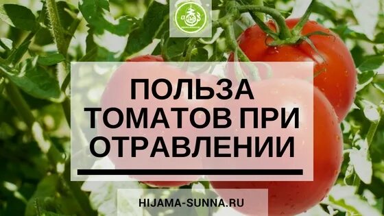 можно ли отравиться помидорами. сморщенные соленые помидоры. консервирование томатов рецепты. можно ли отравиться помидорами. содержание нитратов в овощах.