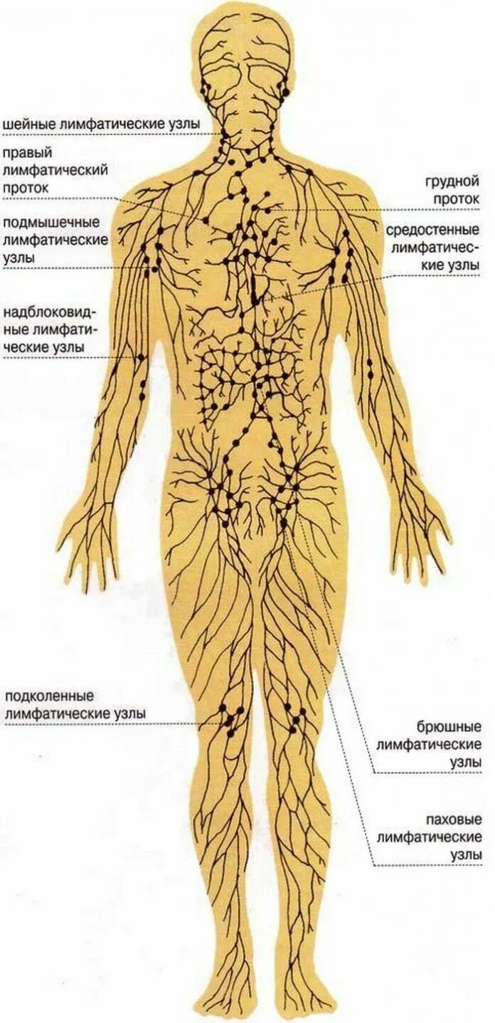Нервные узлы это тела. Лимфатическая система человека схема. Структура лимфатической системы схема. Лимфатическая система человека схема движения лимфы анатомия. Система лимфоузлов человека схема.