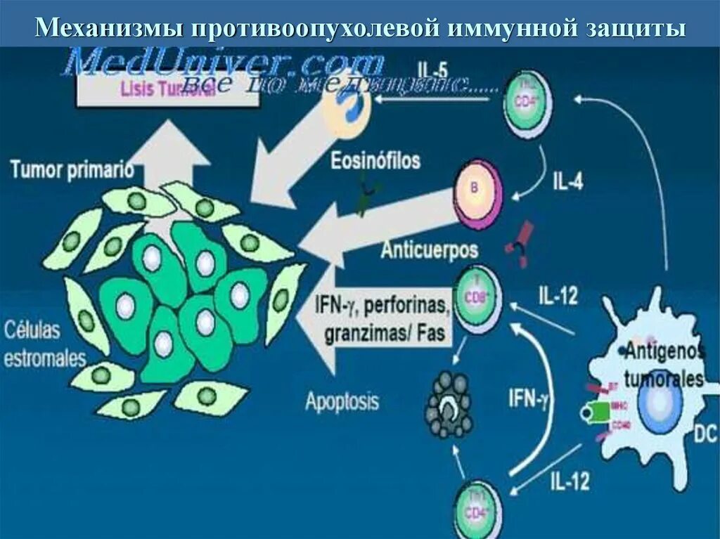 Иммунные механизмы противоопухолевого иммунитета. Механизм противоопухолевого иммунитета схема. Противоопухолевый иммунитет лимфоциты. Механизмы противоопухолевой защиты.