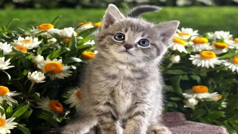 Добрый день кот