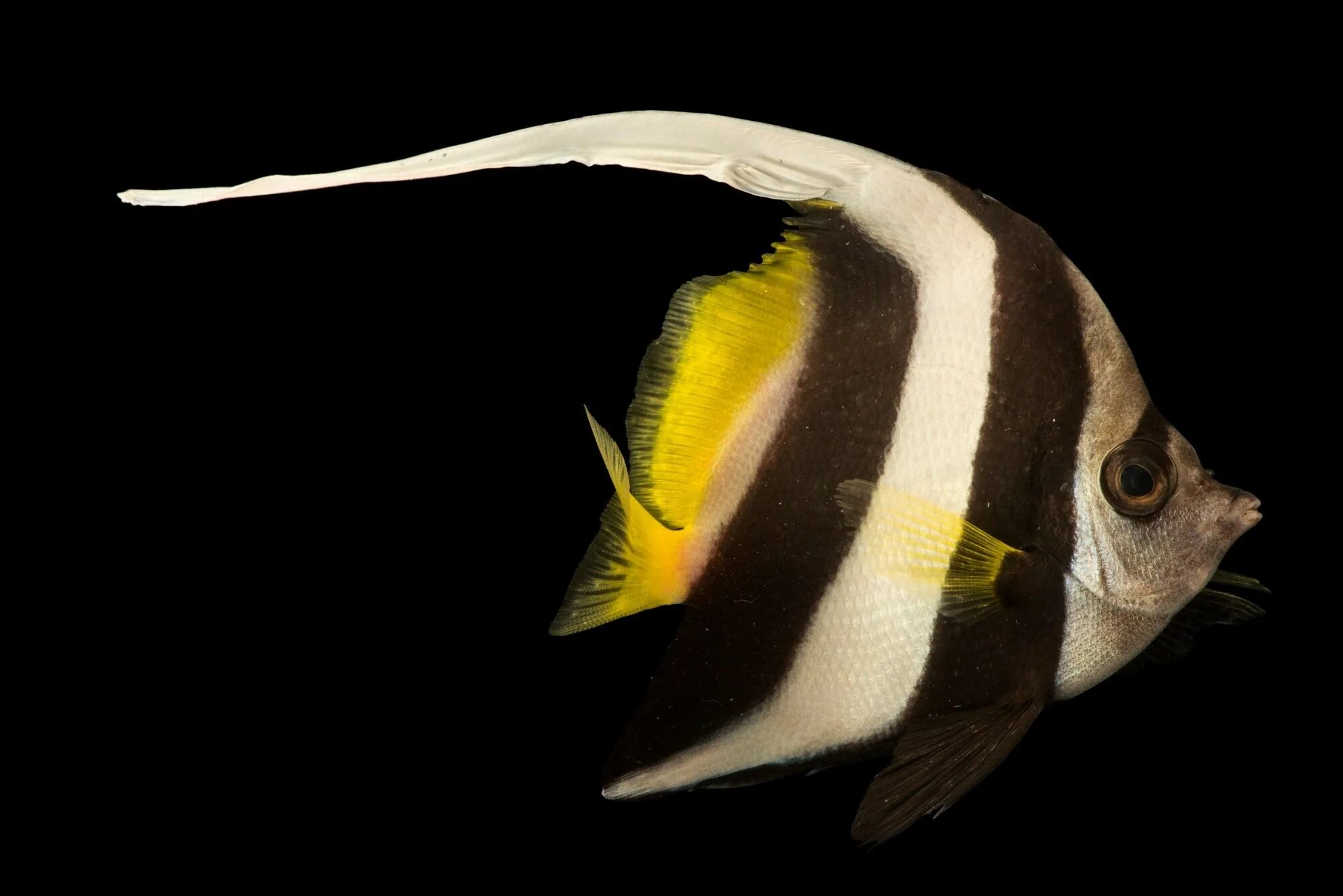 Heniochus acuminatus. Heniochus singularius. Вымпельная рыба бабочка 6 букв сканворд. Бабочка вымпельная белоперая, м /heniochus acuminatus. Рыба бабочка вымпельная белоперая.