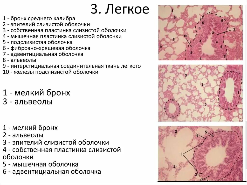 Альвеолы гистология препарат. Классификация бронхов гистология. Недышавшее легкое гистология. Гистологическое строение терминального бронха.